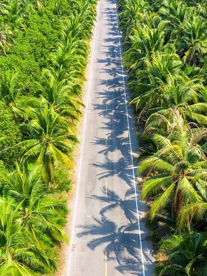 Aerial view of coconut palm trees plantation and the road.